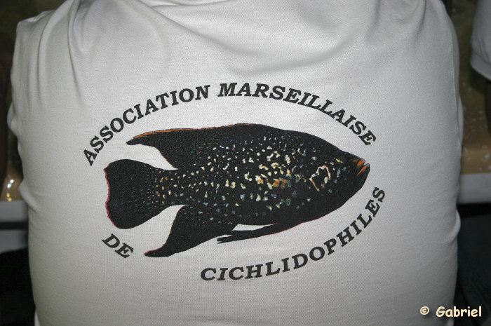 Association Marseillaise de Cichlidophiles