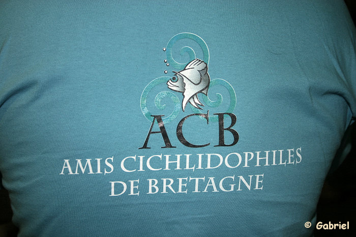 Amis Cichlidophiles de Bretagne