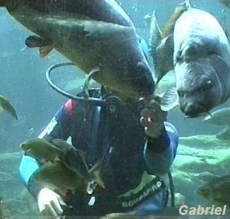 Le nourrissage des carpes par un plongeur