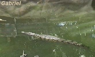 Un croco à l'eau