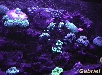Les coraux éclairés aux UV