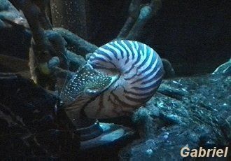 Un nautiles (Nautilus pompilius), rescapé du temps des dinosaures