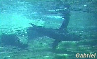 Les lions de mer vus à travers le tunel de verre