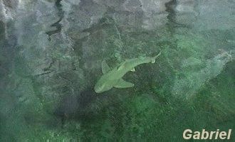 Au-dessus du bassin à requins