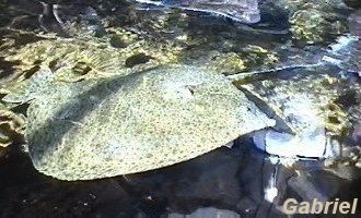 Un turbot, pas très agréable au touché