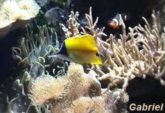 Un aquarium tropical, habituels chez les aquariophiles spécialisés en eau de mer