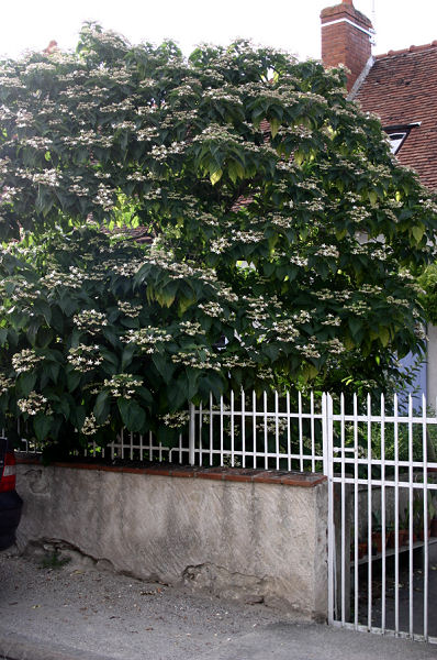 Clerodendrum trichotomum