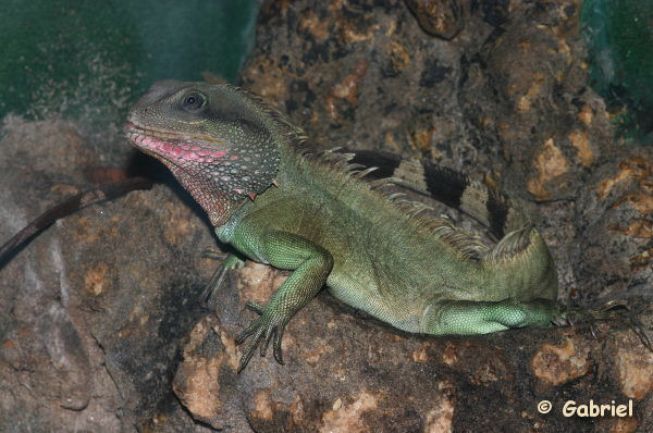 Physignathus cocincinus