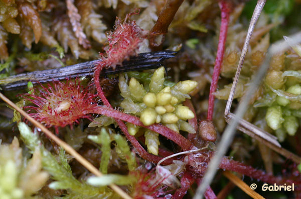 Drosera rotundifolia