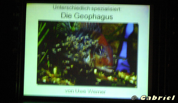 Les Geophagus, par Uwe Werner