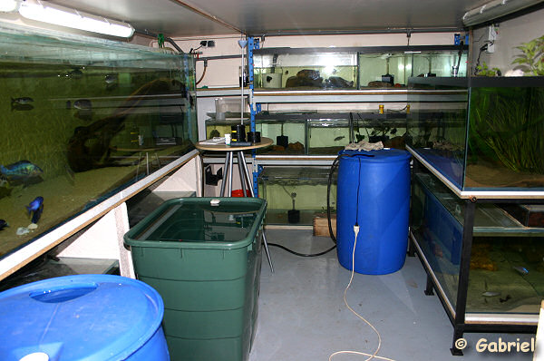 Changements d'eau dans la fishroom