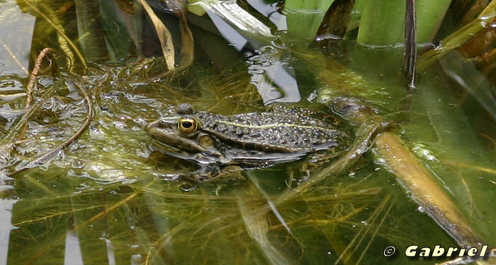 Grenouille arrivée dans le bassin