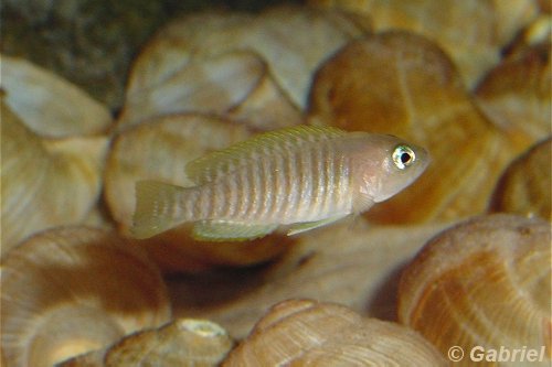 Neolamprologus multifasciatus