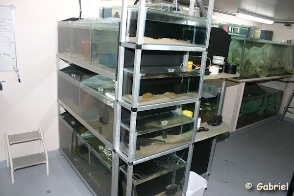Fishroom de Gabriel le 04-11-2012 - L'ensemble d'aquariums présentant un volume de 1800 litres