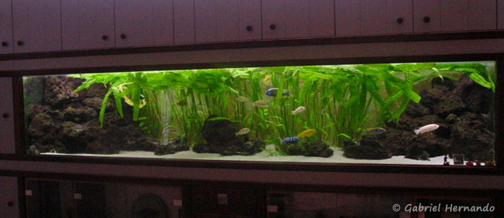 1500 litres planté de Gérard SEMENCE