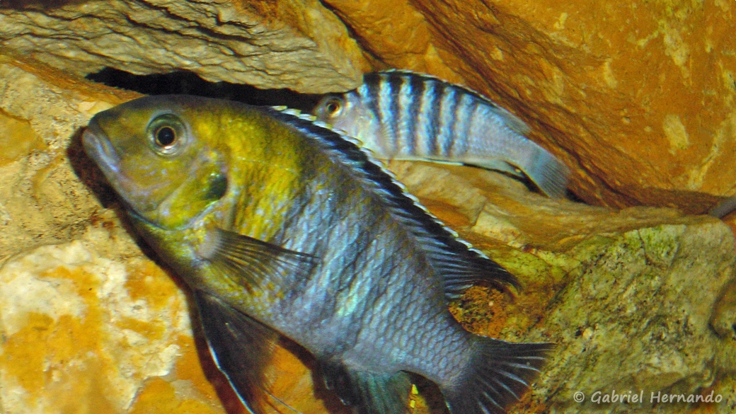 Tropheops sp. "red cheek"