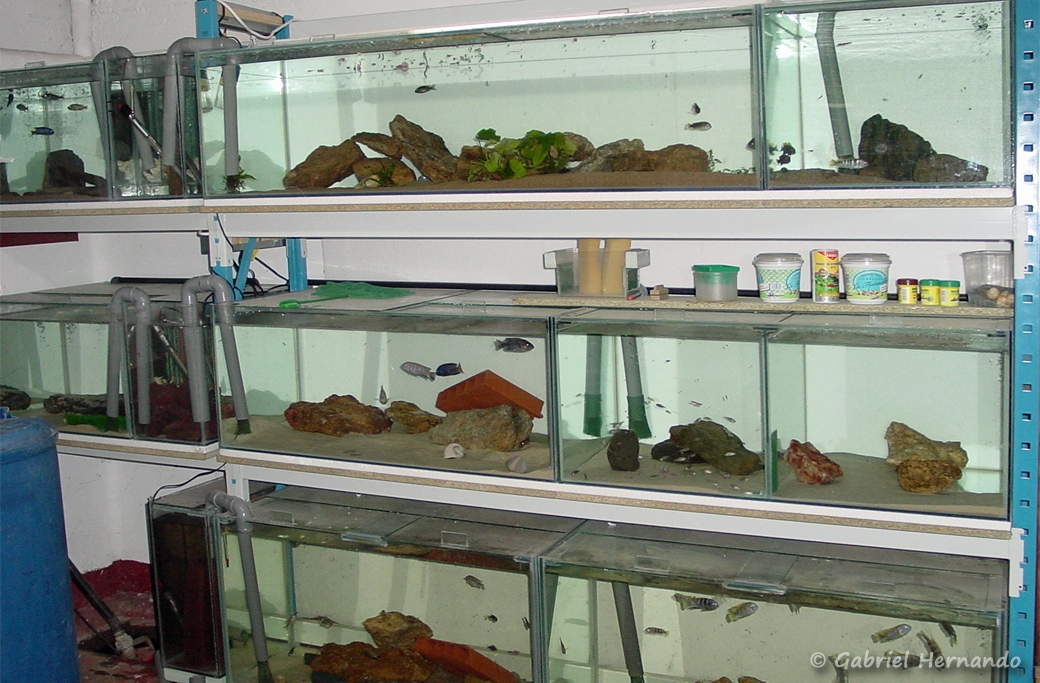 L'une de mes premières batteries d'aquarium