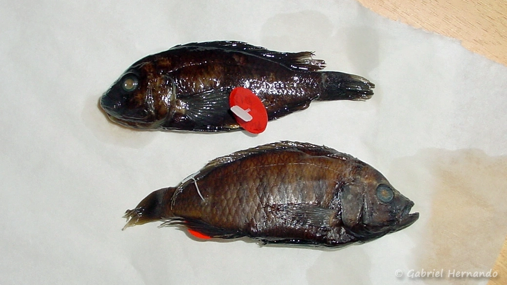 Deux Haplochromis du lac Victoria