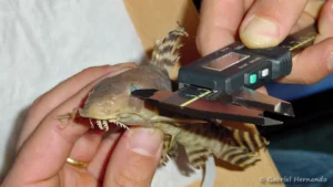 Mesure du diamètre de l’œil d'un Synodontis