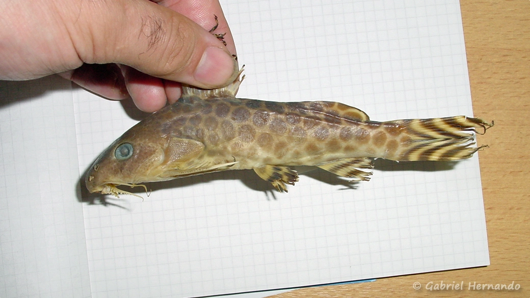 Synodontis sp.
