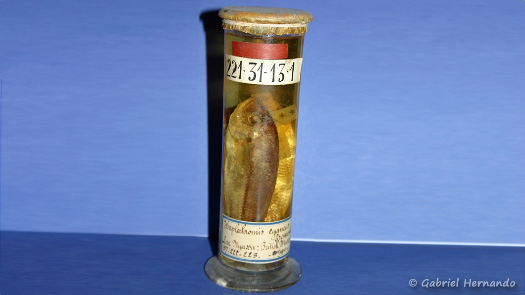 Types (bande rouge) de Copadichromis cyaneus