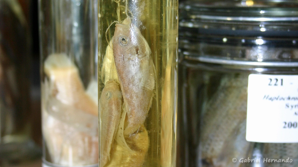 Haplochromis desfontainesi