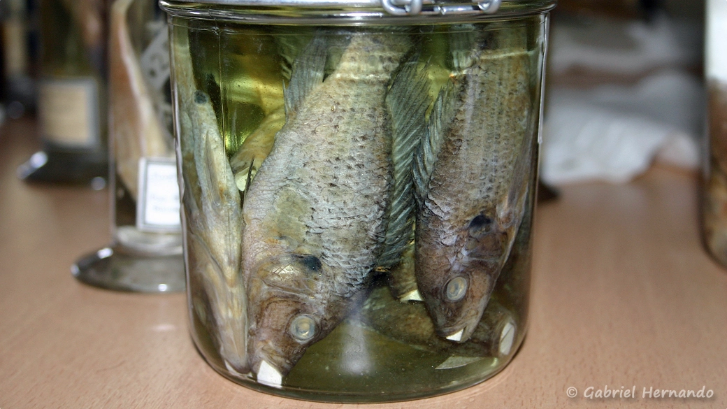 Haplochromis flaviijosephi