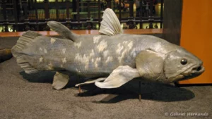 Latimeria chalumnae, un cœlacanthe (Grande galerie de l'évolution, MNHN, décembre 2004)