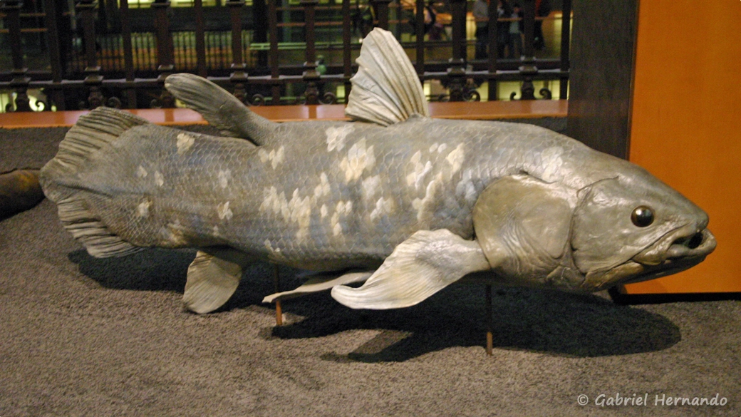 Latimeria chalumnae, un cœlacanthe (Grande galerie de l'évolution, MNHN, décembre 2004)