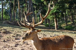 Cerf élaphe