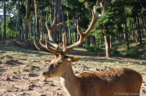 Cerf élaphe