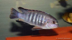 Mâle Tropheops sp. "Chilumba"