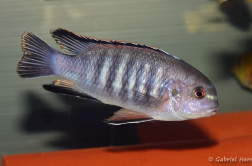 Mâle Tropheops sp. "Chilumba"