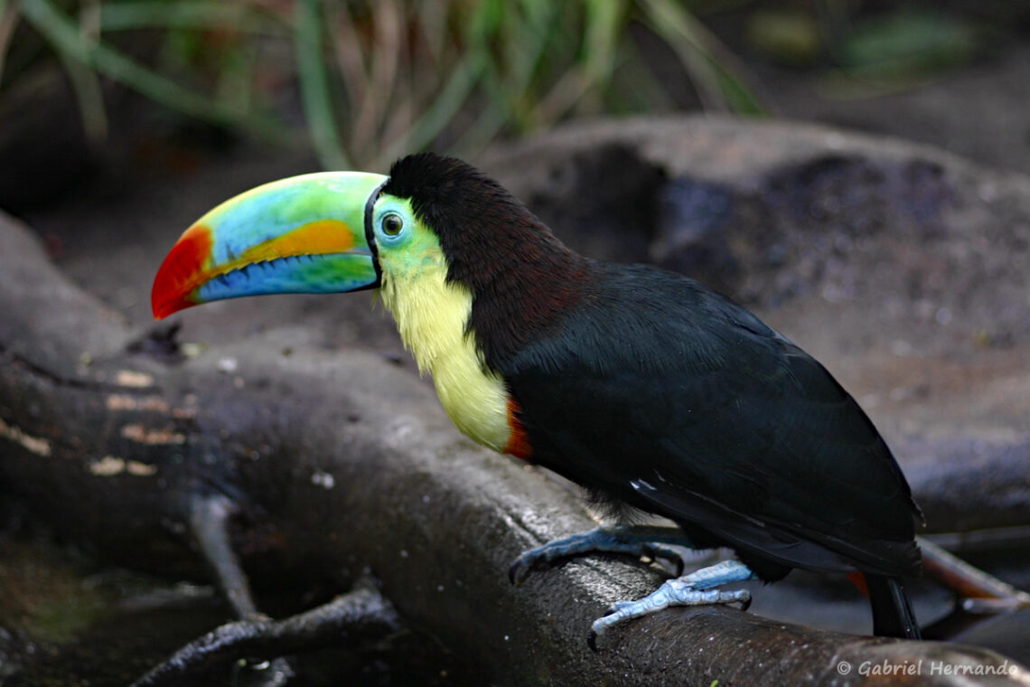 Toucan à carène ou Toucan arc-en-ciel