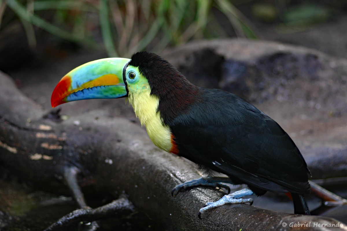 Toucan à carène ou Toucan arc-en-ciel
