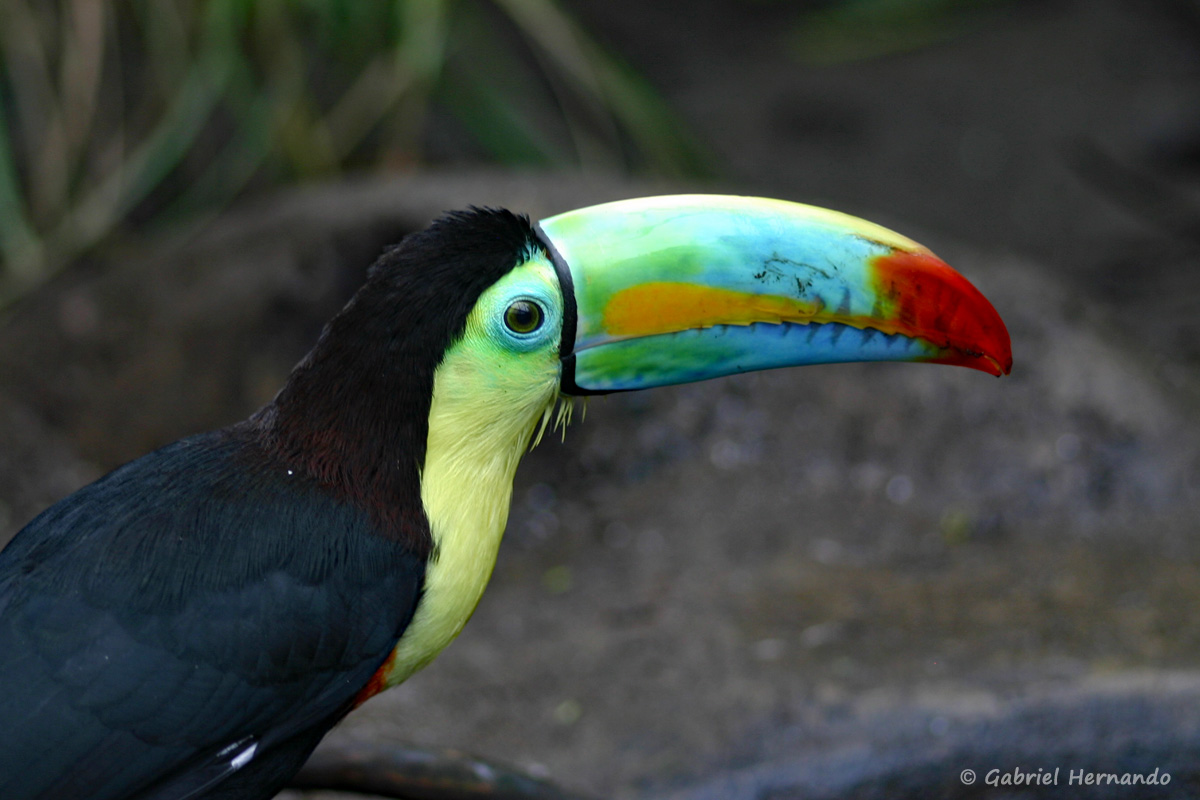 Toucan à carène ou Toucan arc-en-ciel