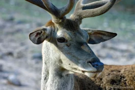 Cerf élaphe