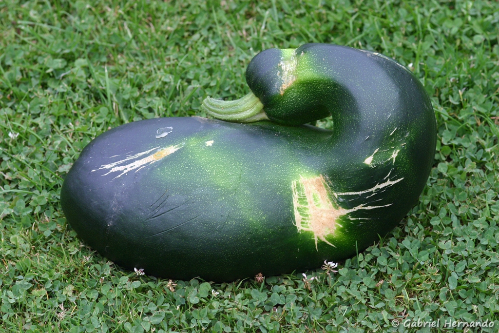 La "courge canard"