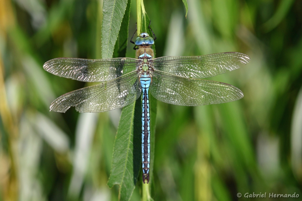 Anax empereur