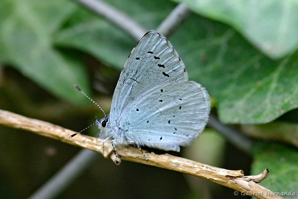 Azuré des nerpruns