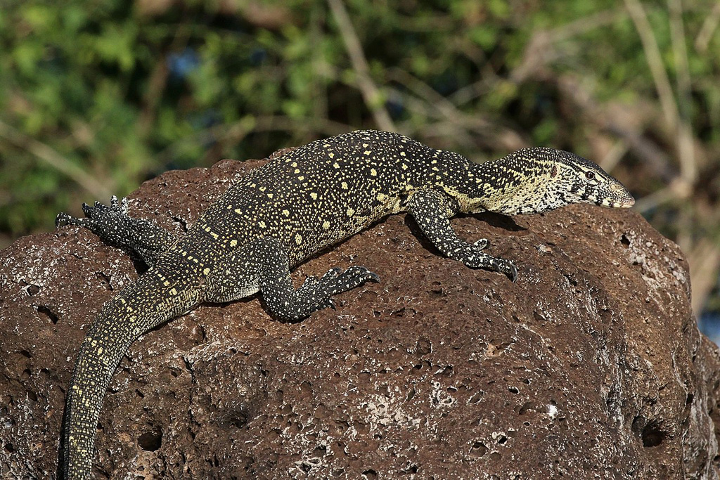 Varan du Nil
