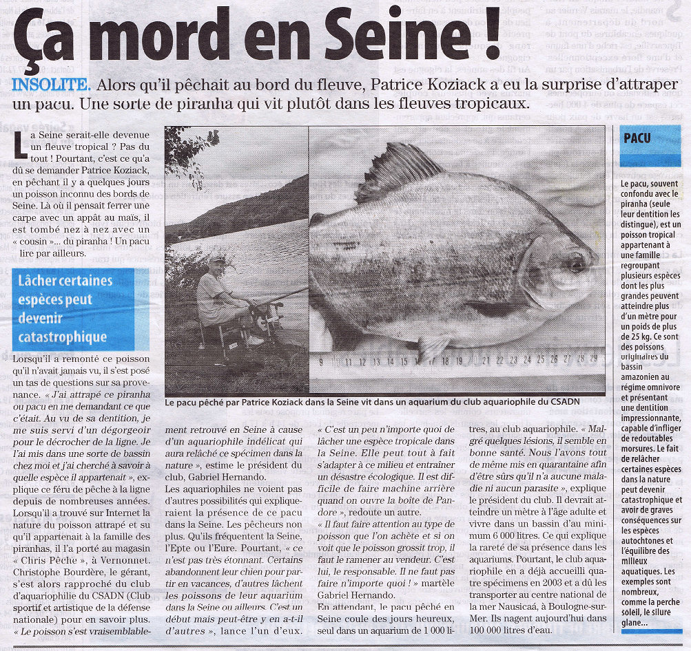 Un Pacu pêché en Seine : Paris Normandie du 7 août 2012 – Ca mord en Seine