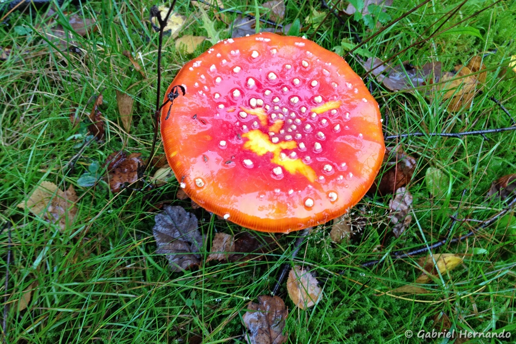 Amanite tue-mouches mature