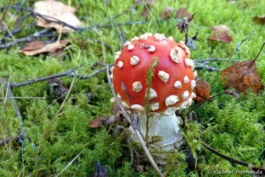 Jeune Amanite tue-mouches