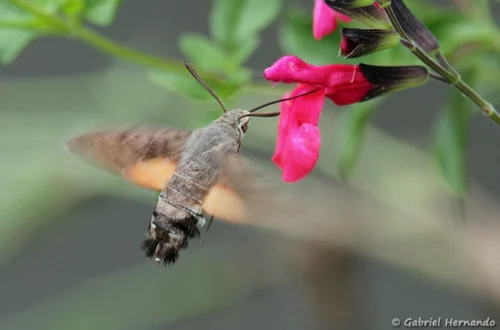 Moro-sphinx