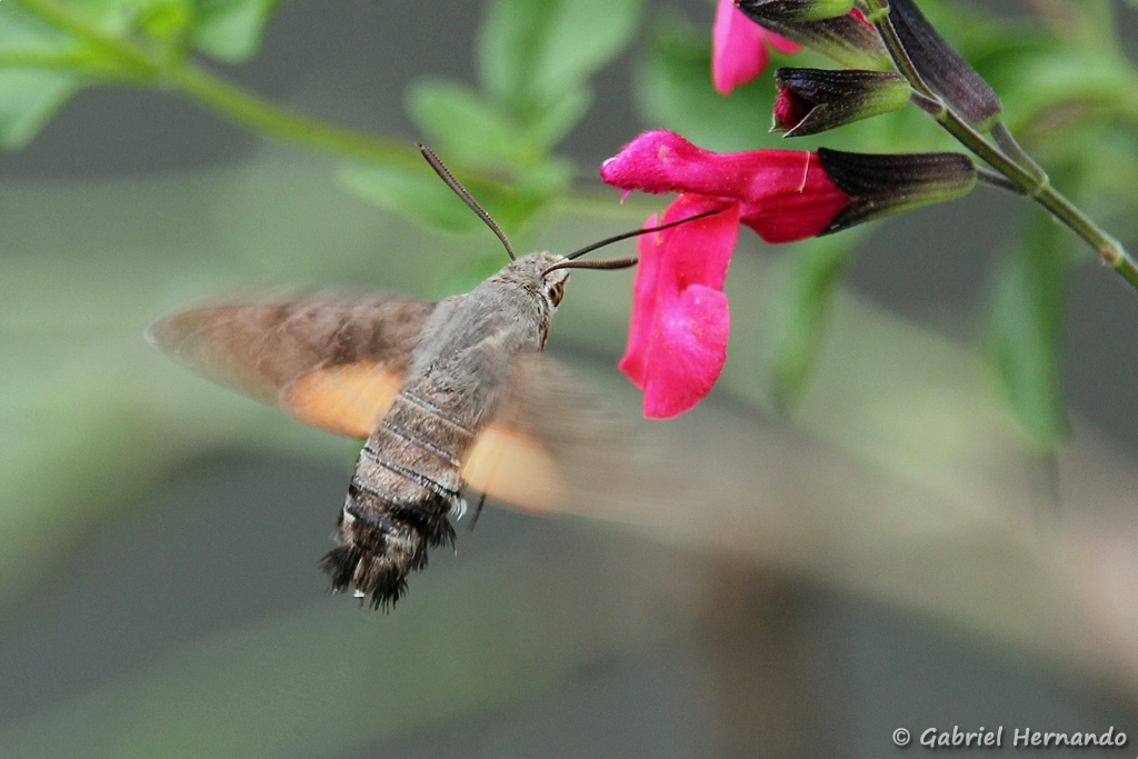 Moro-sphinx