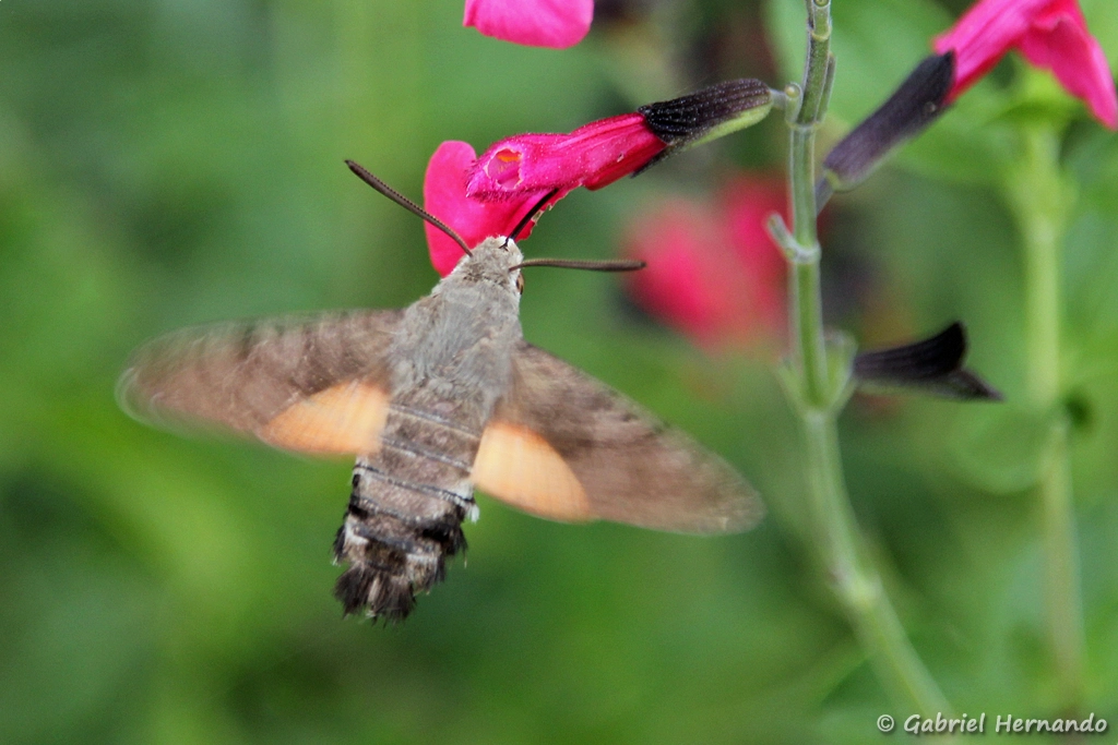 Moro-sphinx