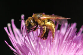 Abeille européenne