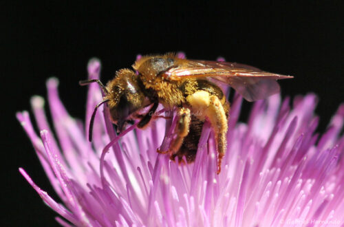 Abeille européenne