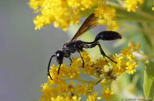 Isodonte mexicaine